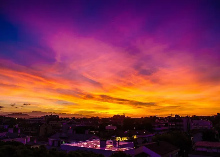 Family Nuova Orchidea